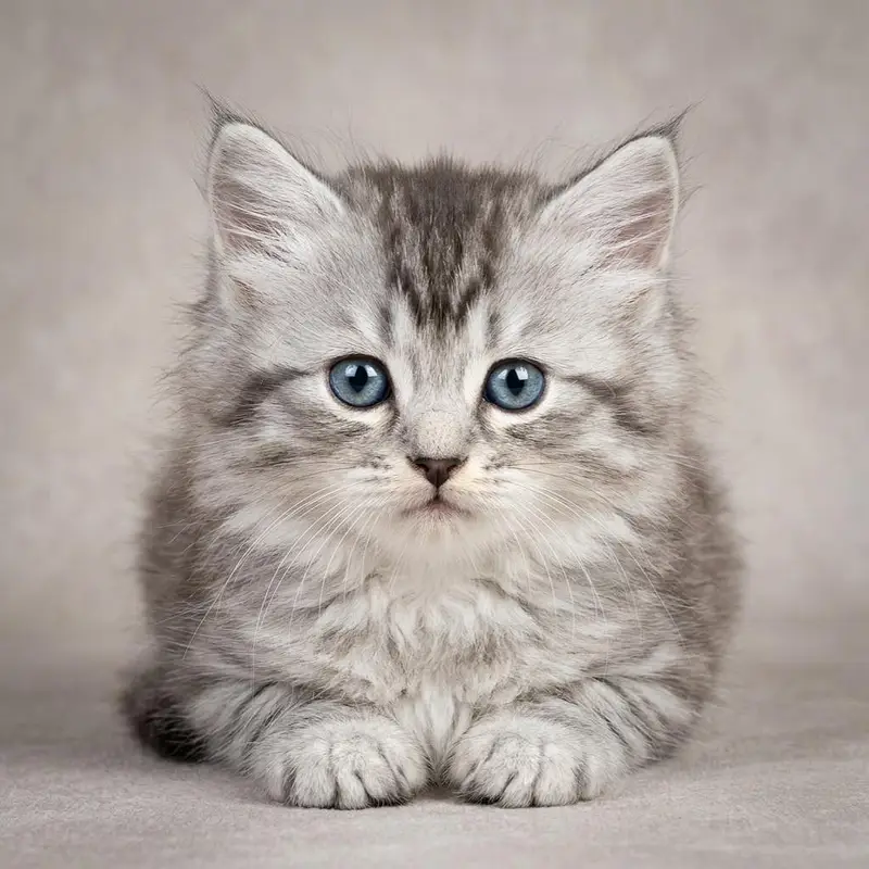 Beautiful Female Persian Kitten | Healthy & Playful — photo 2