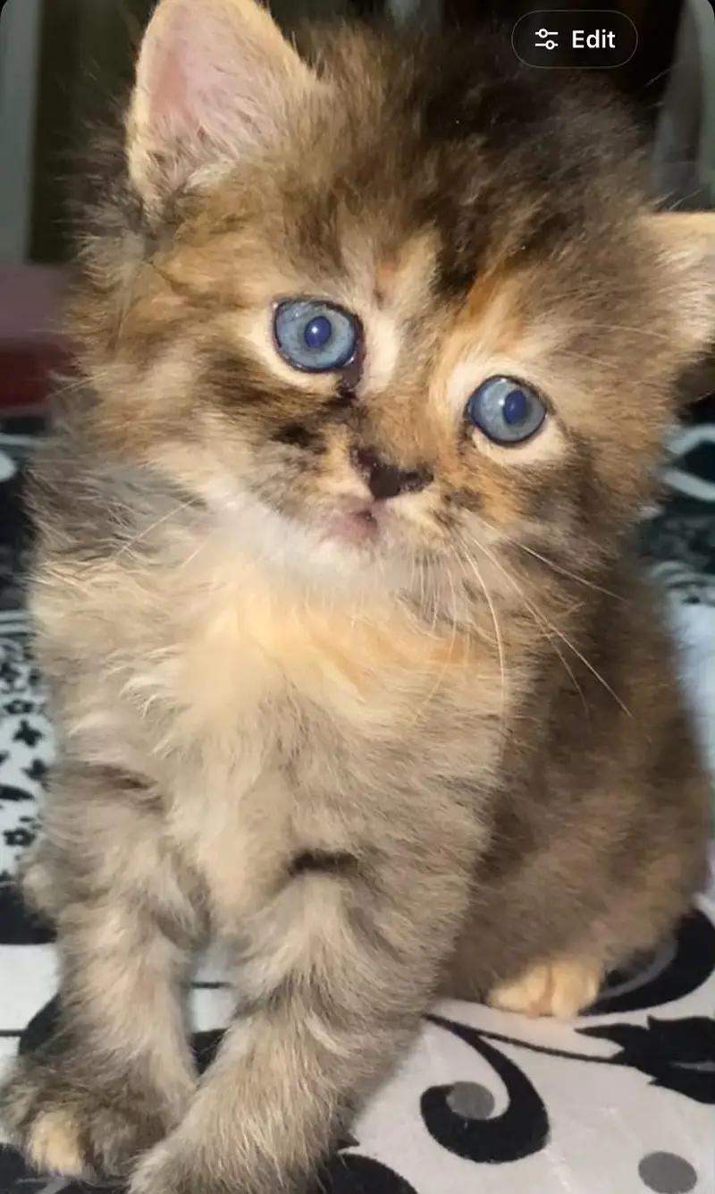 Beautiful Female Persian Kitten | Healthy & Playful — photo 3