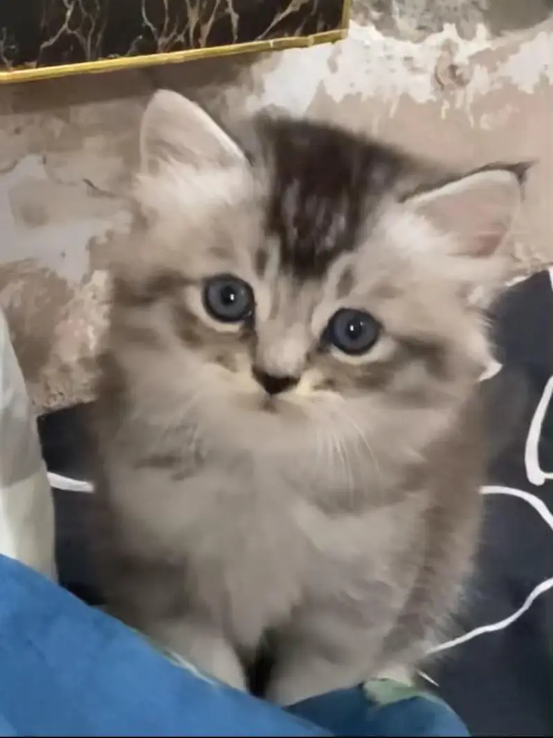 Beautiful Female Persian Kitten | Healthy & Playful — photo 4