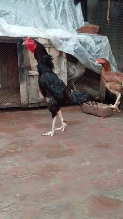 burmi cross nar full granted chz karii bazz full granty jnwar ki