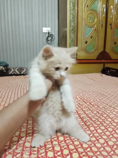 Parisian kitten for sale