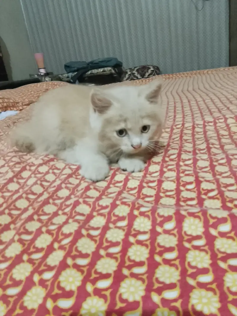 Parisian kitten for sale — photo 2