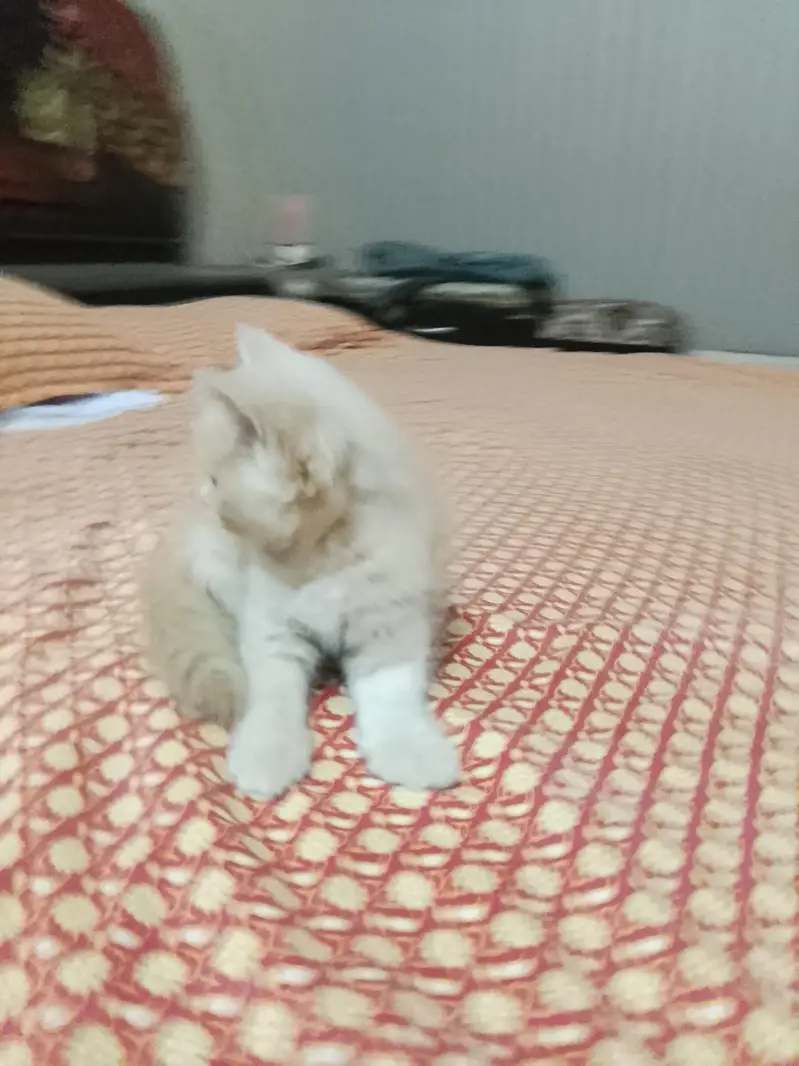 Parisian kitten for sale — photo 3