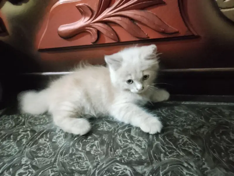 Parisian kitten for sale — photo 4
