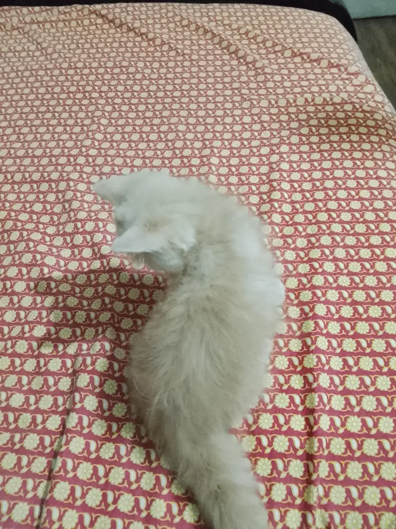Parisian kitten for sale — photo 5