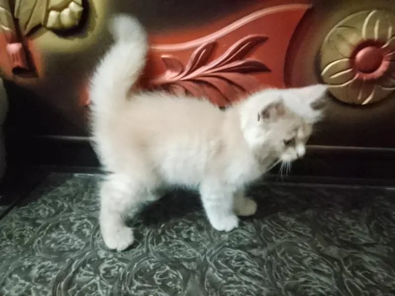 Parisian kitten for sale — photo 6
