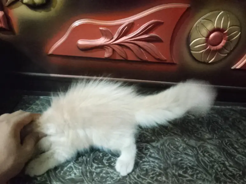 Parisian kitten for sale — photo 7
