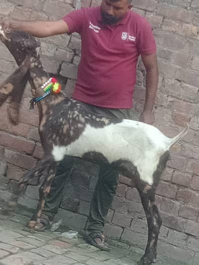 Sheera print Gabn path sale