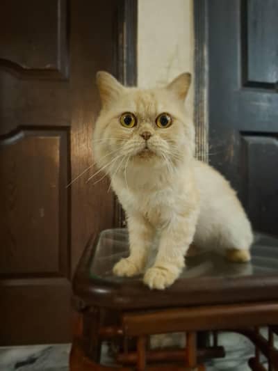Persian breeder male cat. . shaved. . vaccinated. . litter train. .