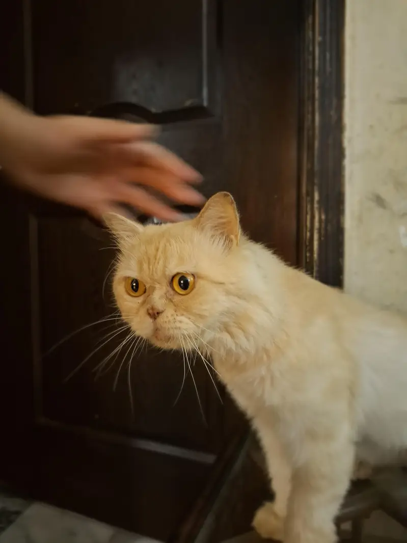 Persian breeder male cat. . shaved. . vaccinated. . litter train. . — photo 2