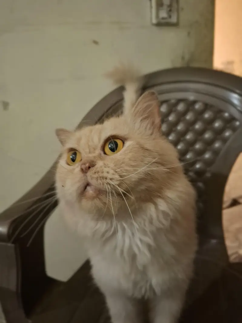 Persian breeder male cat. . shaved. . vaccinated. . litter train. . — photo 3