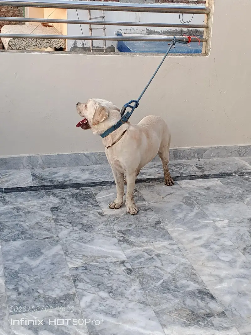 good dog — photo 2