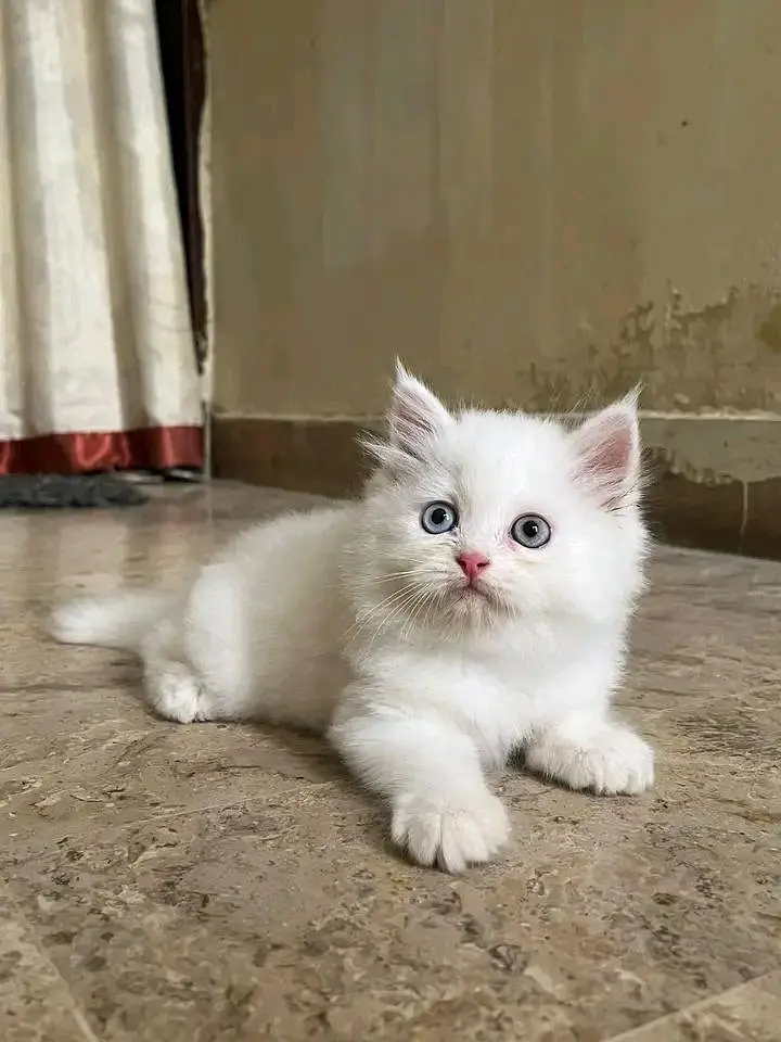 Cats | Persian | kittens |  Blue Eyes | O348O163O63 щatsap^⁠_⁠^ — photo 2
