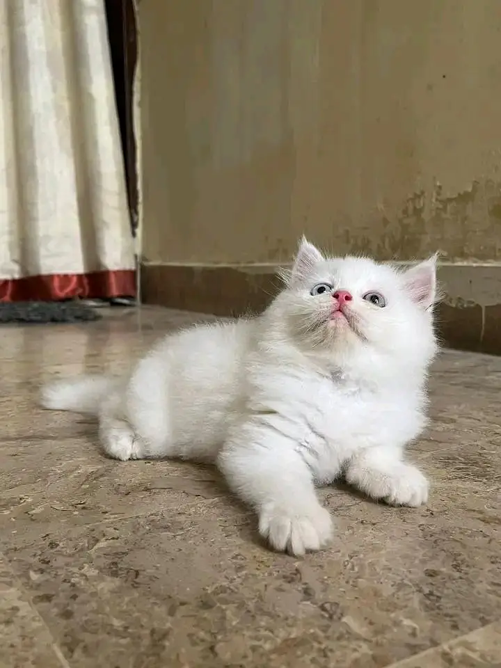 Cats | Persian | kittens |  Blue Eyes | O348O163O63 щatsap^⁠_⁠^ — photo 3