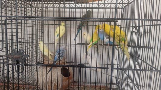 Australian parrots