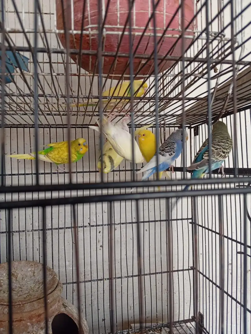 Australian parrots — photo 2