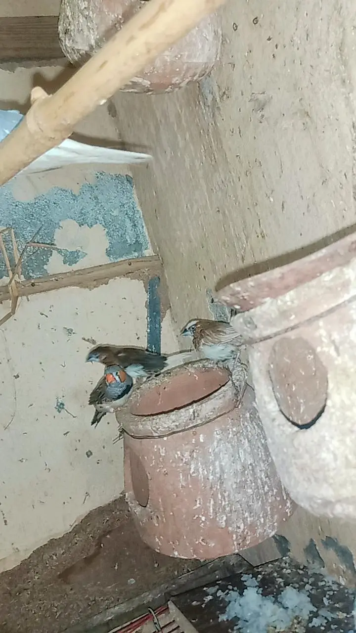 diamond Dove pair . dove pair and finches pair — photo 3