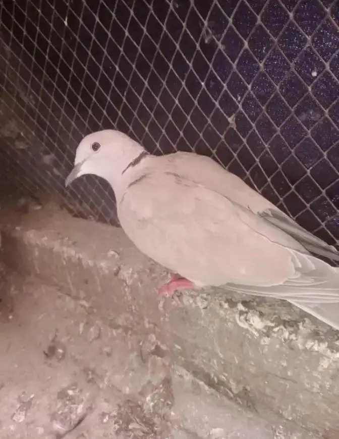 diamond Dove pair . dove pair and finches pair — photo 4