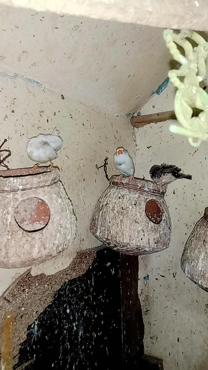 diamond Dove pair . dove pair and finches pair — photo 7