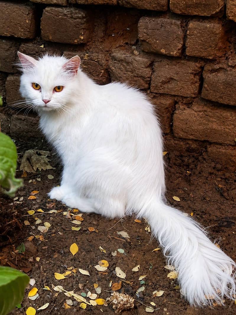 beautiful cat for sale 2