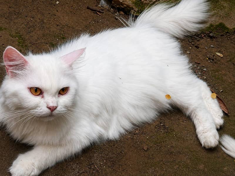 beautiful cat for sale 3