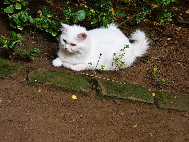 beautiful cat for sale 4