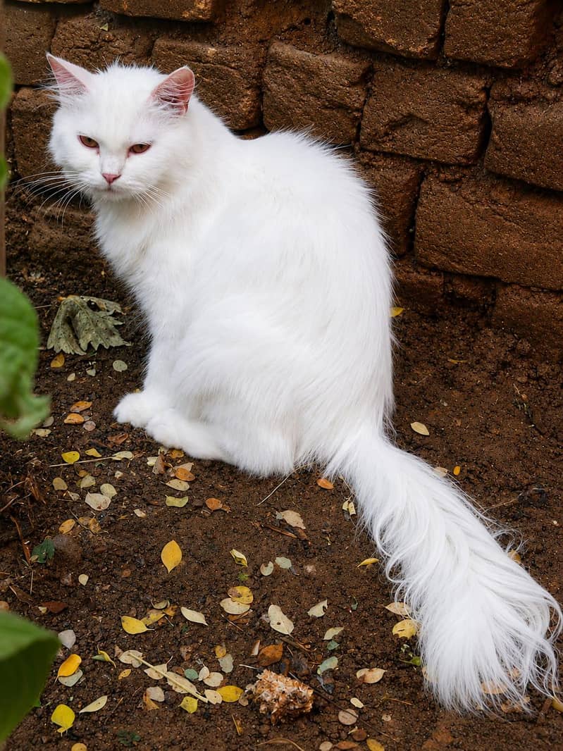 beautiful cat for sale 5