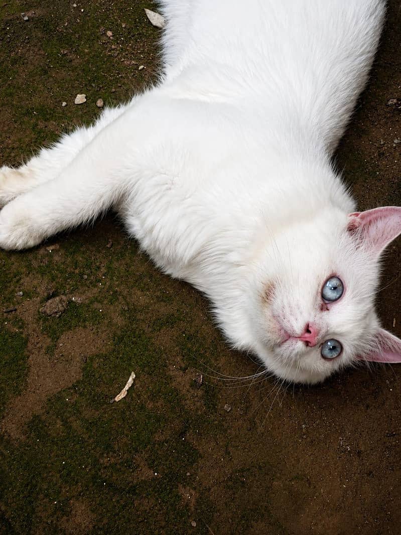beautiful cat for sale 6