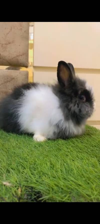 Teddy bear dwarf breeder female guaranteed prof