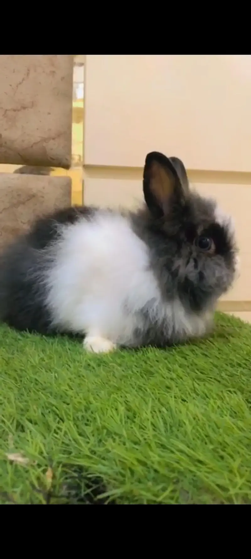 Teddy bear dwarf breeder female guaranteed prof