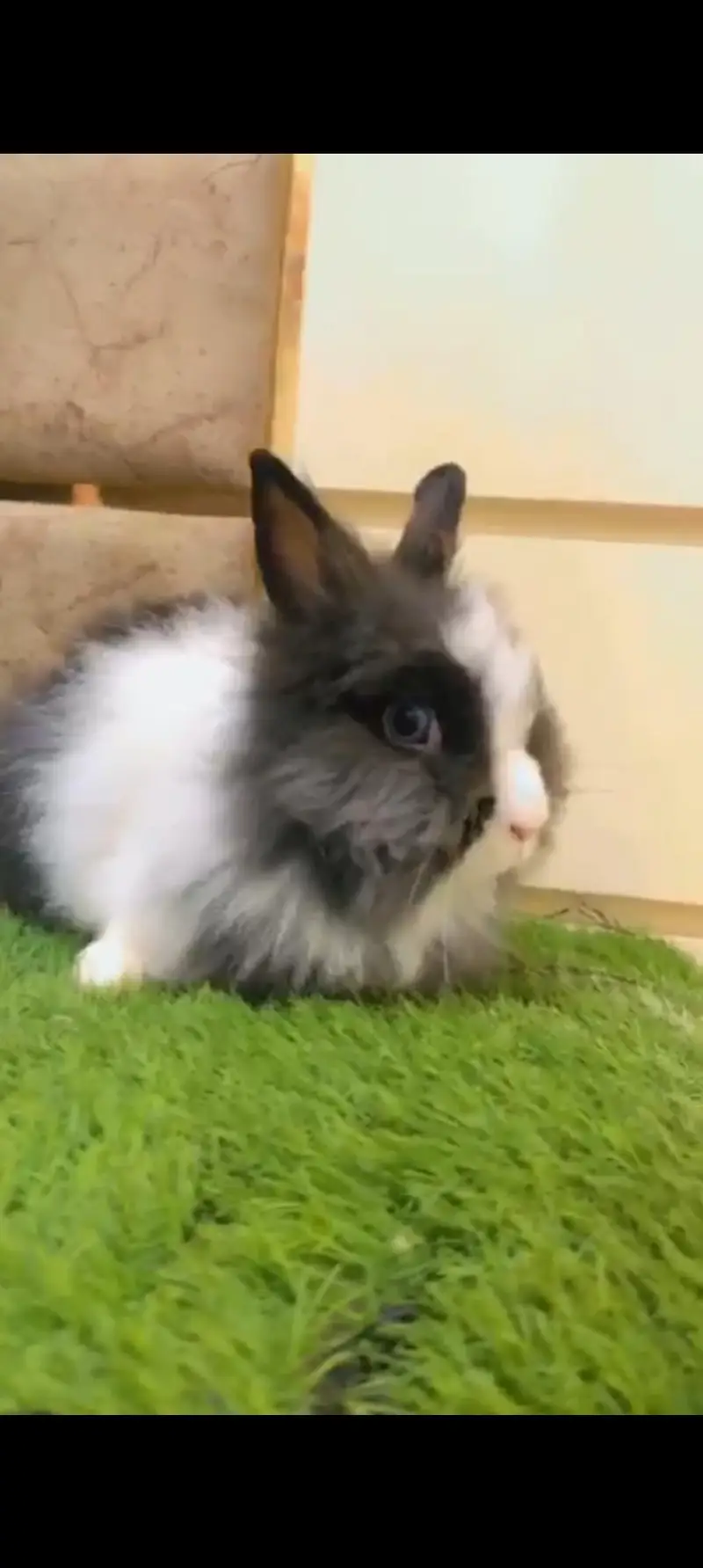 Teddy bear dwarf breeder female guaranteed prof — photo 2