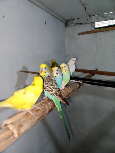 Australian birds