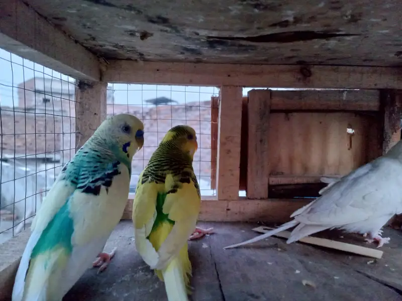 Australian birds — photo 3