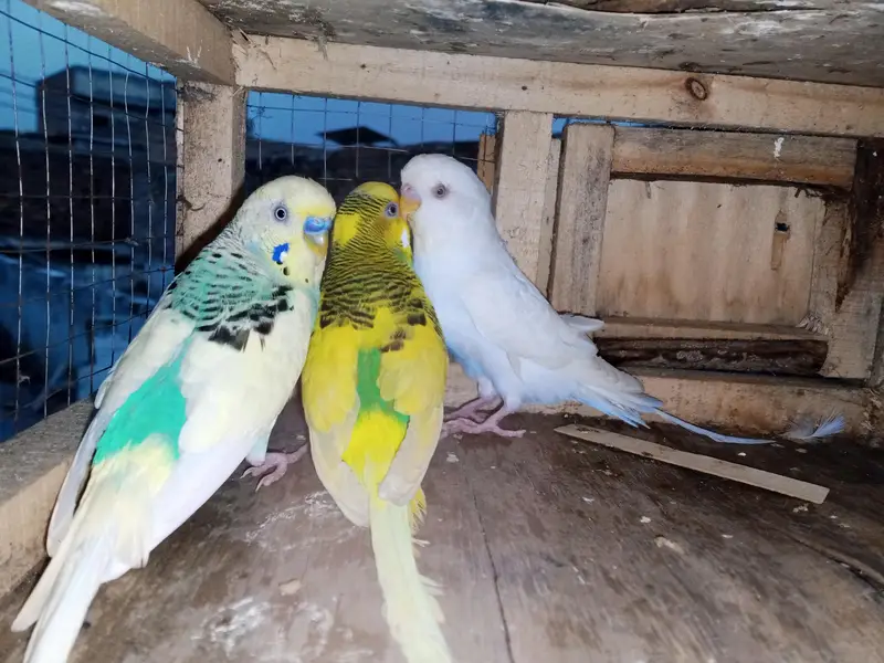 Australian birds — photo 4