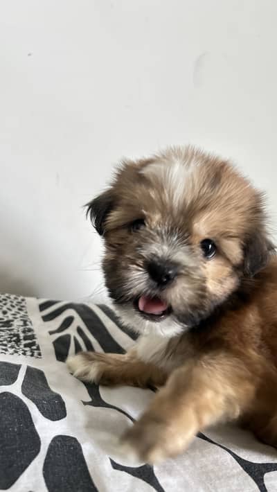 Shihtzu Peedigree
