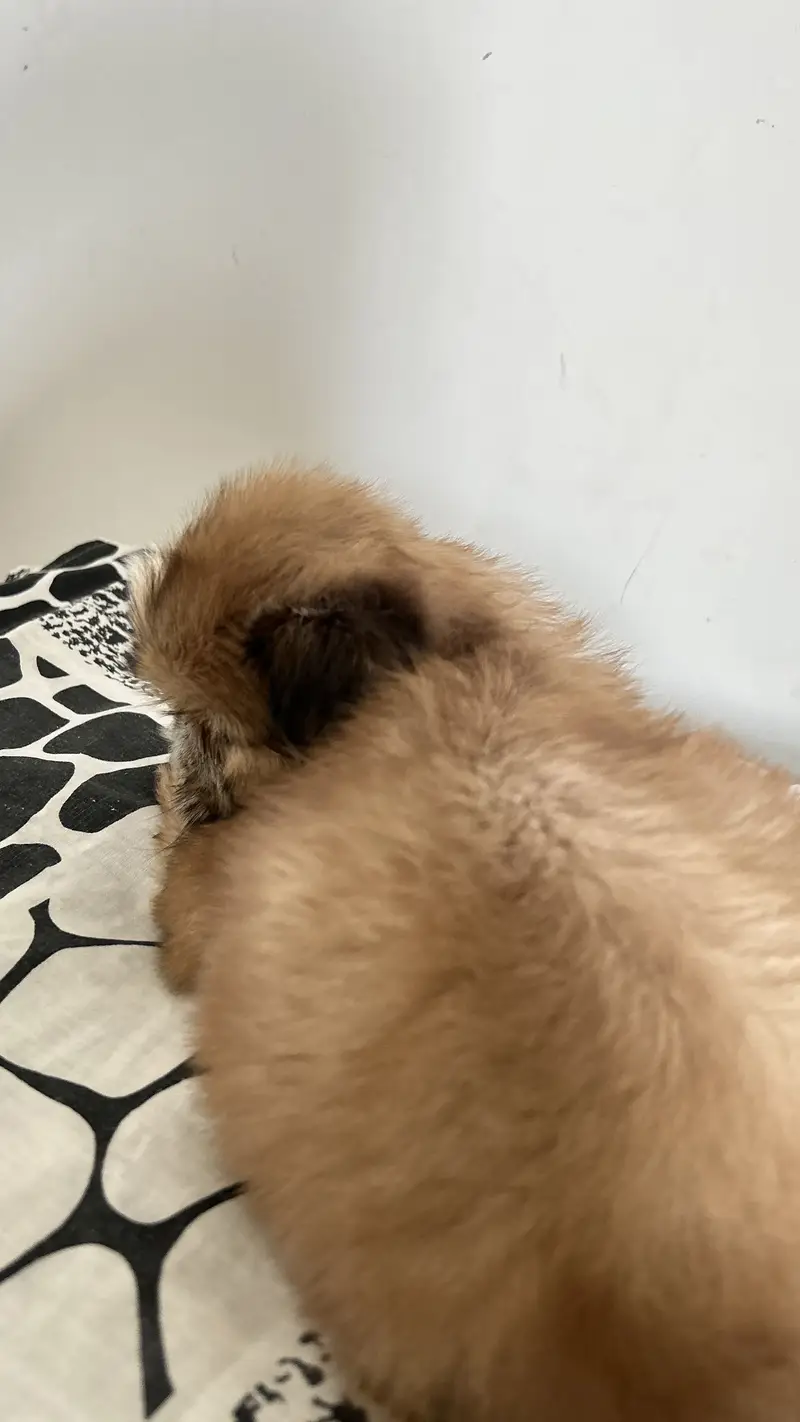 Shihtzu Peedigree — photo 2