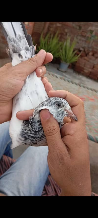 Breeder Pair | Royal Teddy | Golden | pathe | kabotar | kabooter fly