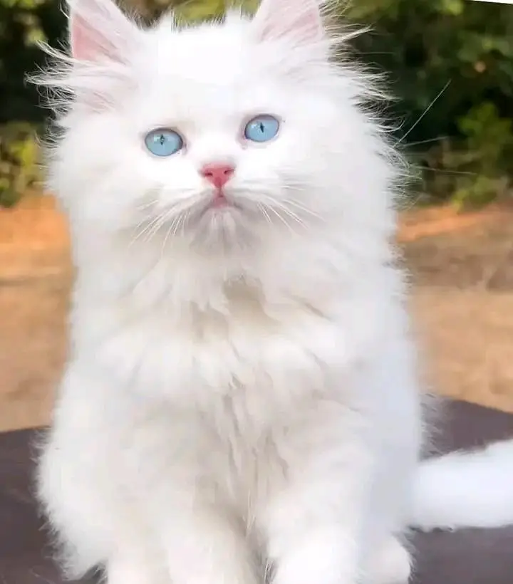 Cats | Persian | kittens |  Blue Eyes | O348O163O63 щatsap^⁠_⁠^ — photo 3