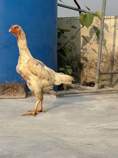 King o shamo