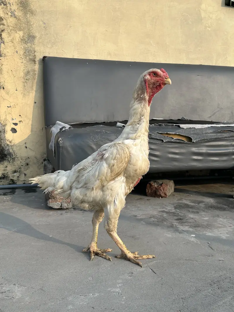 King o shamo — photo 2