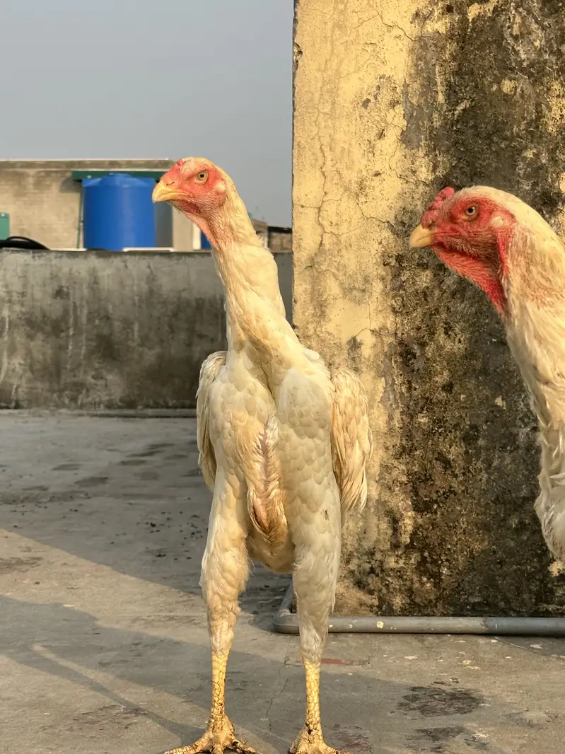 King o shamo — photo 3