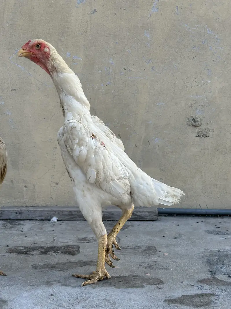King o shamo — photo 4