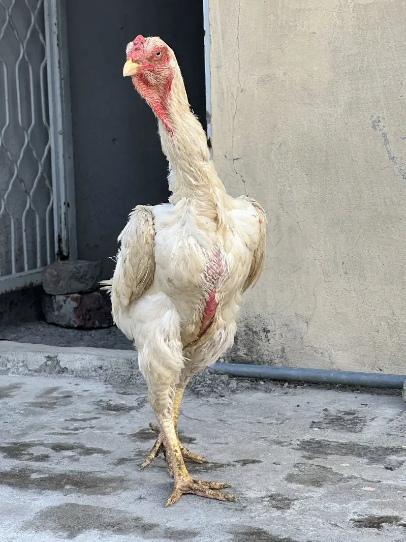 King o shamo — photo 6