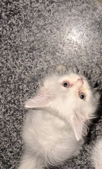 Cats for sale available 2 male and 2 female