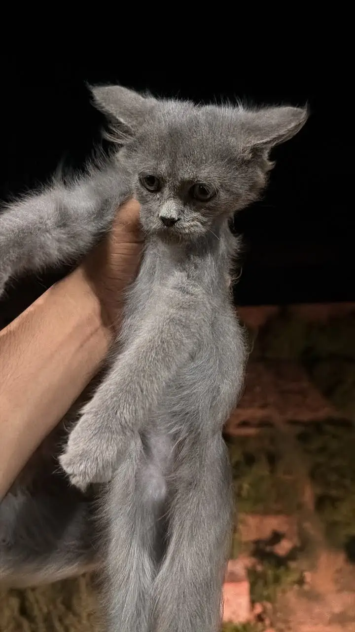 Cats for sale available 2 male and 2 female — photo 2