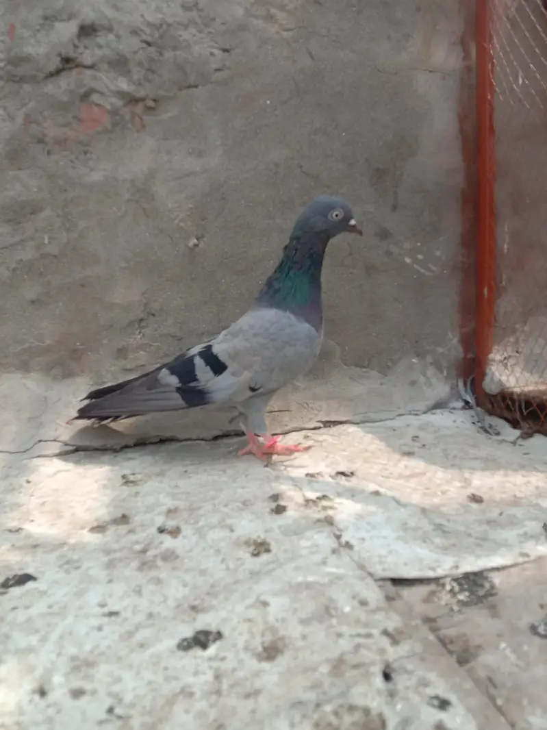 kamagar neely — photo 2