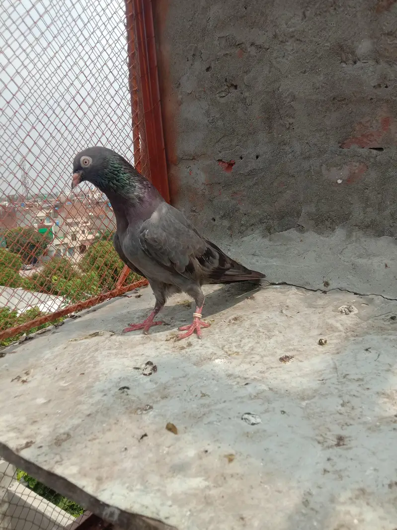 kamagar neely — photo 4