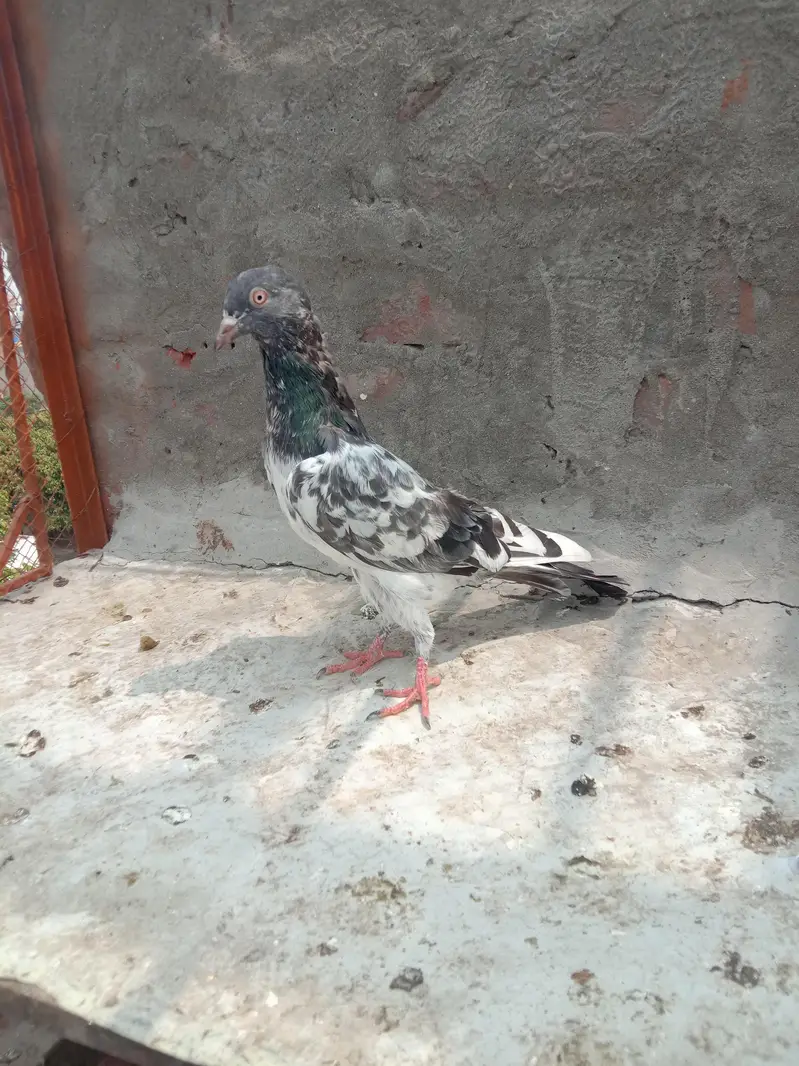 kamagar neely — photo 6