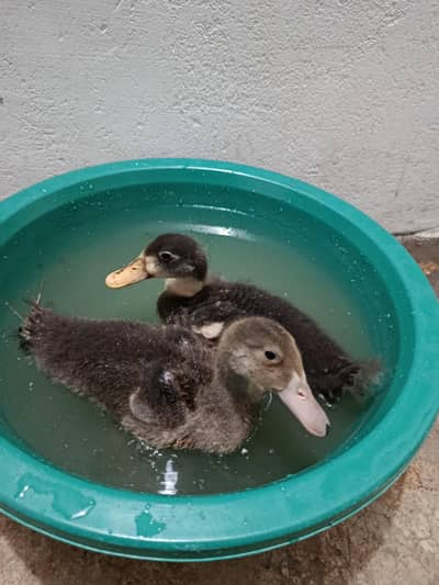 small ducks