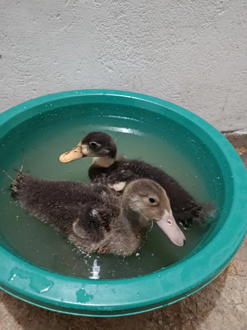 small ducks